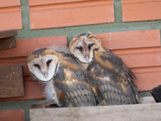 Barn Owls using firewood box
