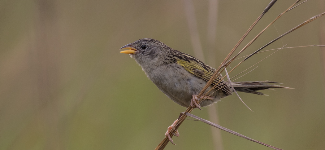 Lesser Grass-Finch (Emberizoides ypiranganus)