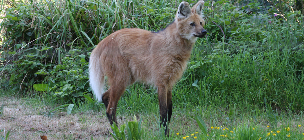 Maned Wolf, Aguara Guazu (Chrysocyon Brachyurus)