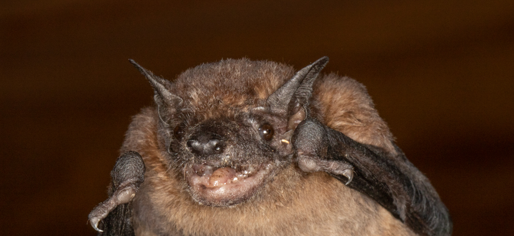 Molossops neglectus (Rufous-Dog-faced Bat)