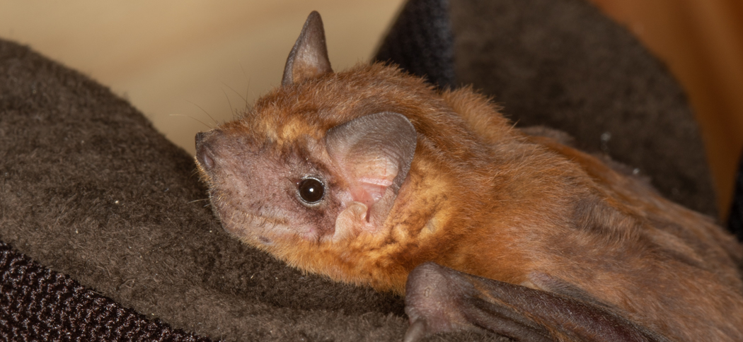 Molossops temminckii (Dwarf Dog-faced Bat)
