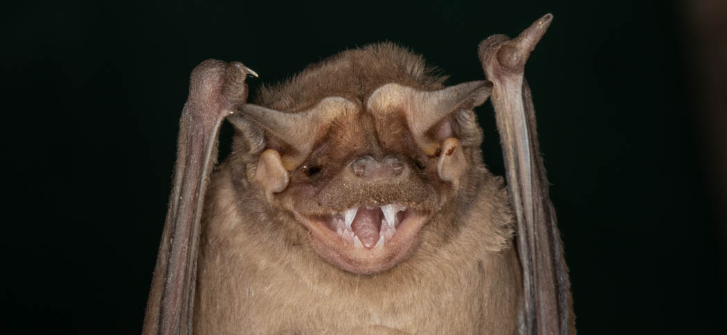 Molossus molossus (Velvety Free-tailed Bat)