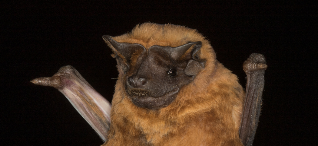 Molossus rufus (Black Mastiff Bat)