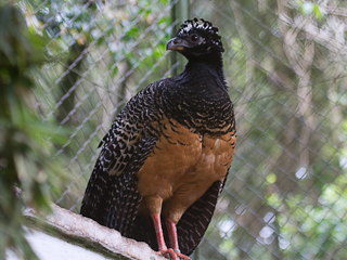 Bare Faced Curassow