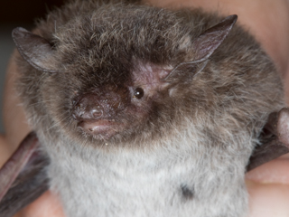 New Bat Species for Reserve