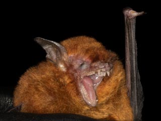 Another new bat species for team