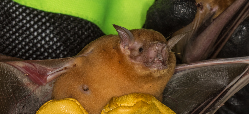 Noctilio albiventris (Lesser Bulldog Bat)