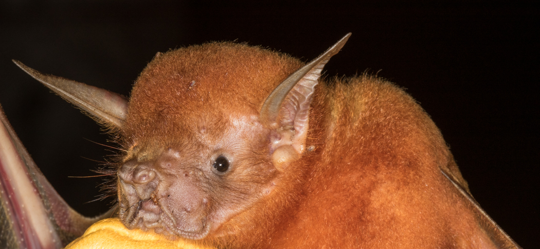 Noctilio leporinus (Greater Bulldog Bat)