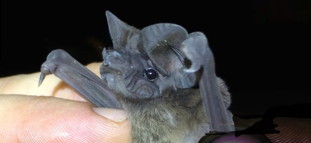 Nyctinomops laticaudatus (Broad-eared Bat)