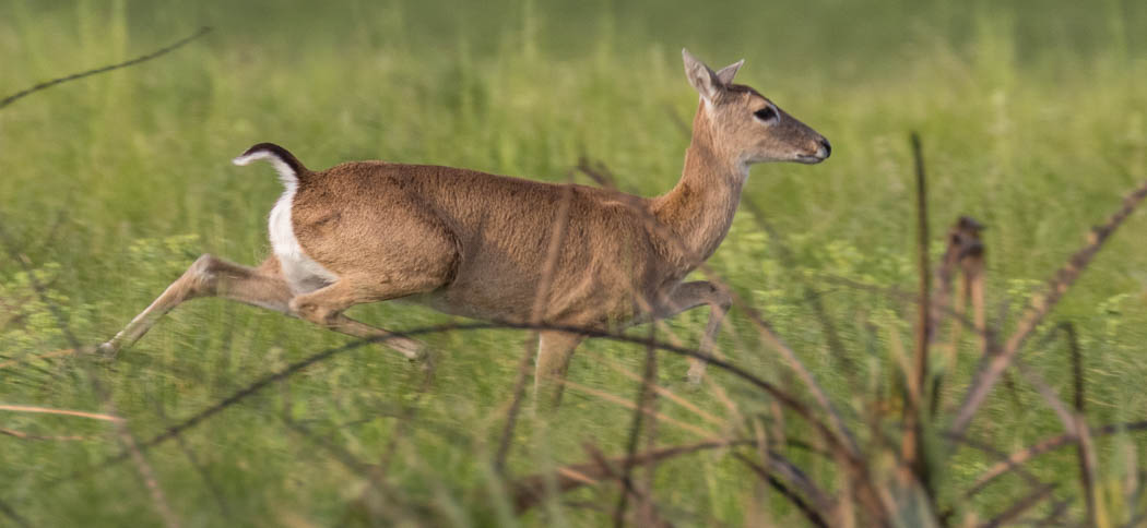 Pampas Deer (Ozotoceros bezoarticus)