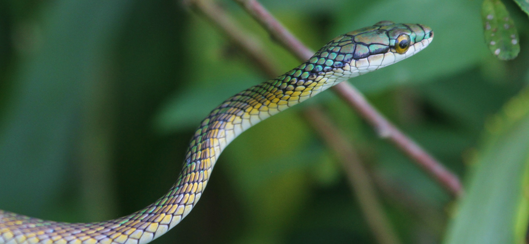 Parrot Snake (Leptophis ahaetulla marginatus)