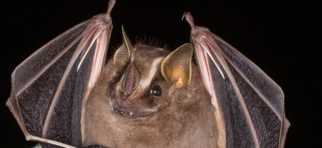 Platyrrhinus lineatus (White-lined Bat)