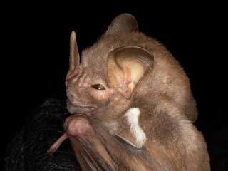 NEW Bat species for Reserva Don Luis