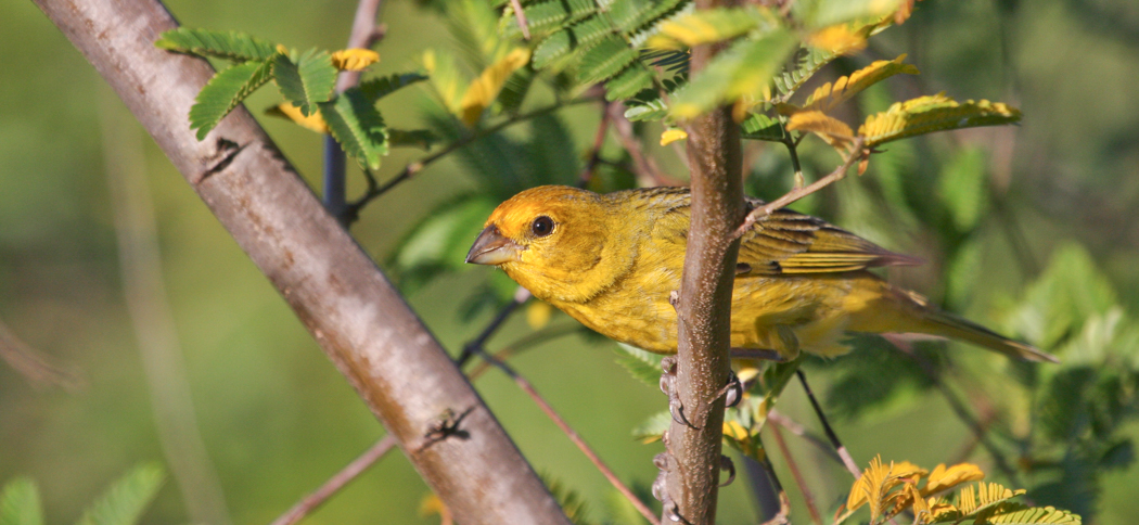 Saffron Yellow-Finch (Sicalis flaveola)