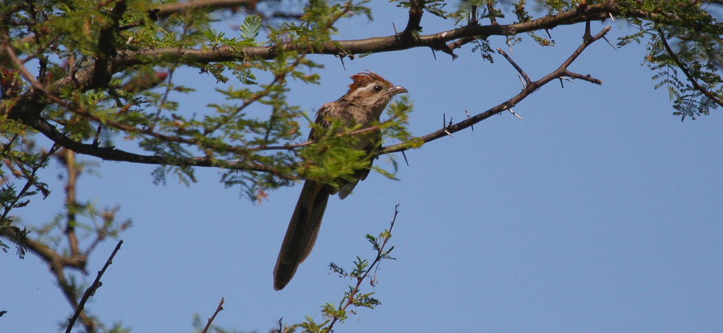 Striped Cuckoo (Tapera naevia)