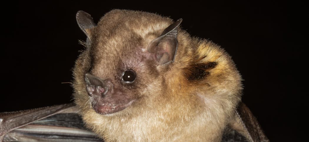 Sturnira lilium (Little Yellow-shouldered Bat)