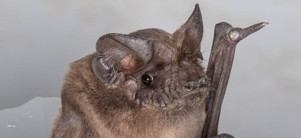 Tadarida brasiliensis (Brazilian Free-tailed Bat)