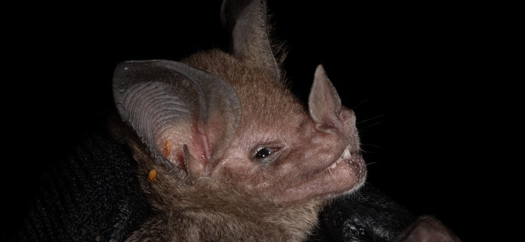 Tonatia bidens (Greater Round-eared Bat)