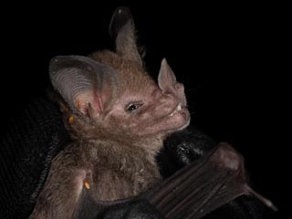 Another New Bat Species for Team