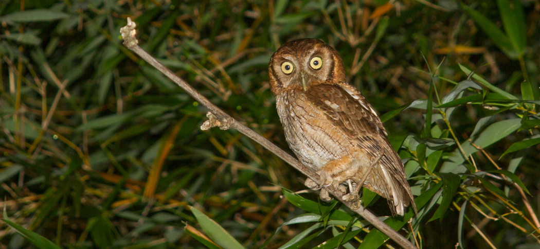 Tropical Screech Owl (Otus choliba)