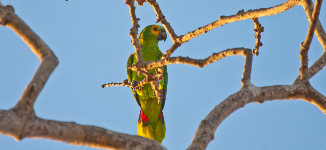 Turquoise-fronted Parrot (Amazona aestiva)