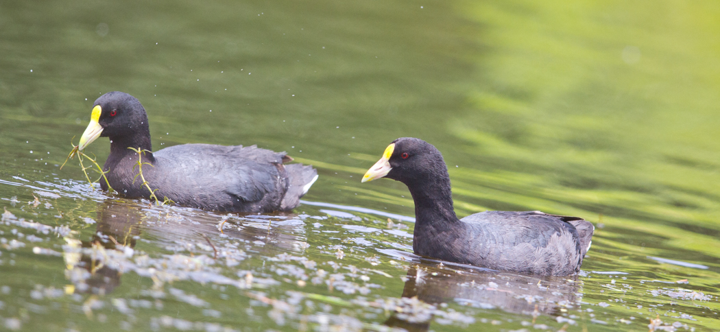 White Winged Coot (Fulica leucoptera)