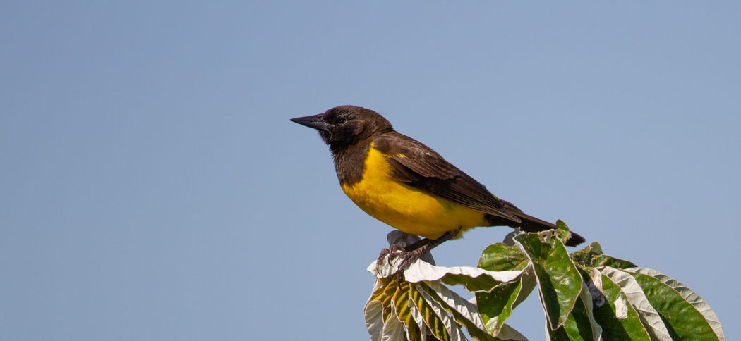 Yellow-rumped Blackbird (Pseudoleistes guirahuro)
