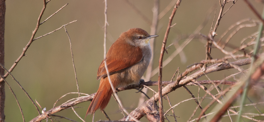 Yellow-throated Spinetail (Certhiaxis cinnamomea)