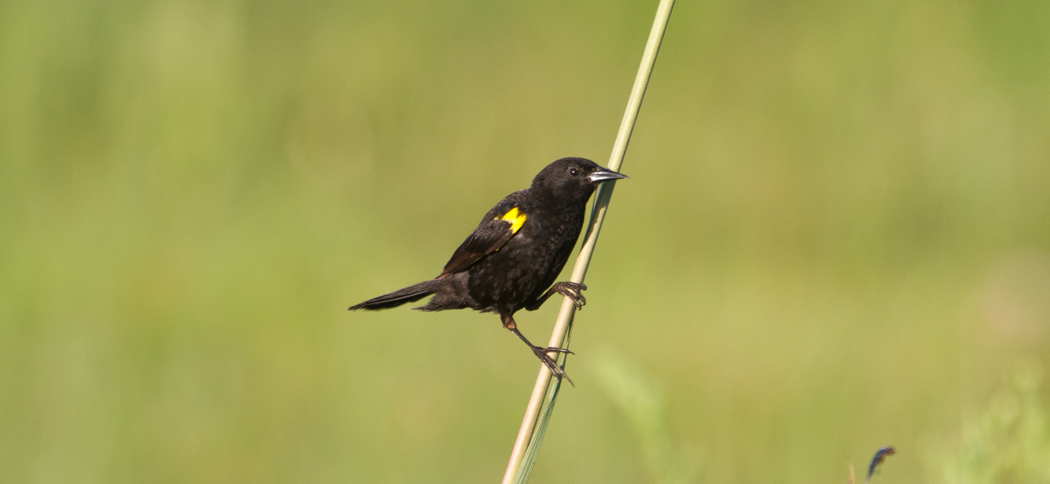 Yellow-winged Blackird (Agelaius thilius)