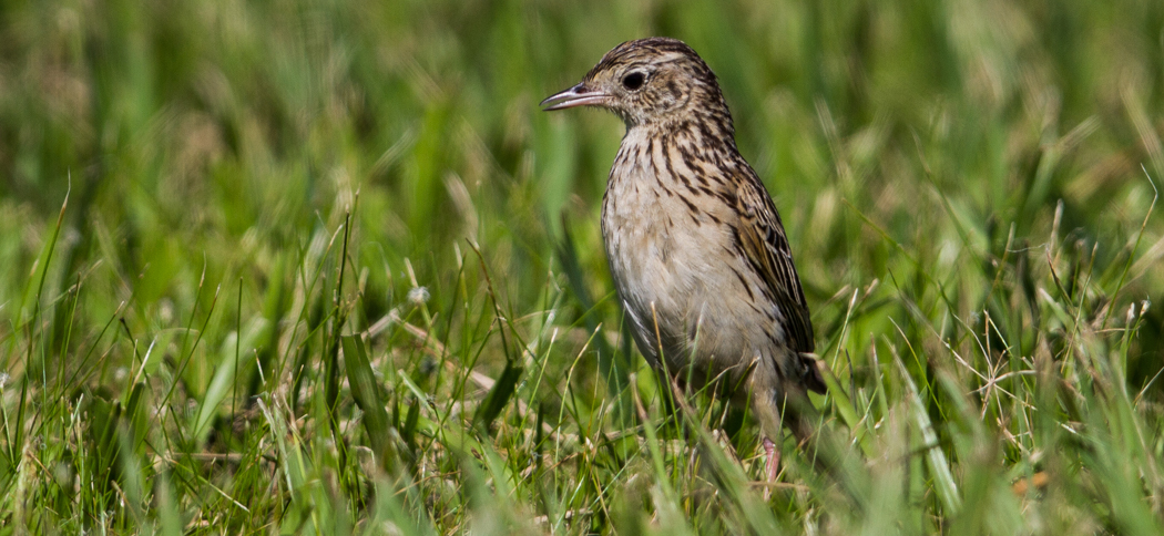 Yellowish Pipit (Anthus lutescens)