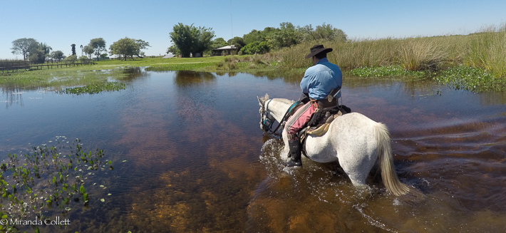 Jay wading on horseback
